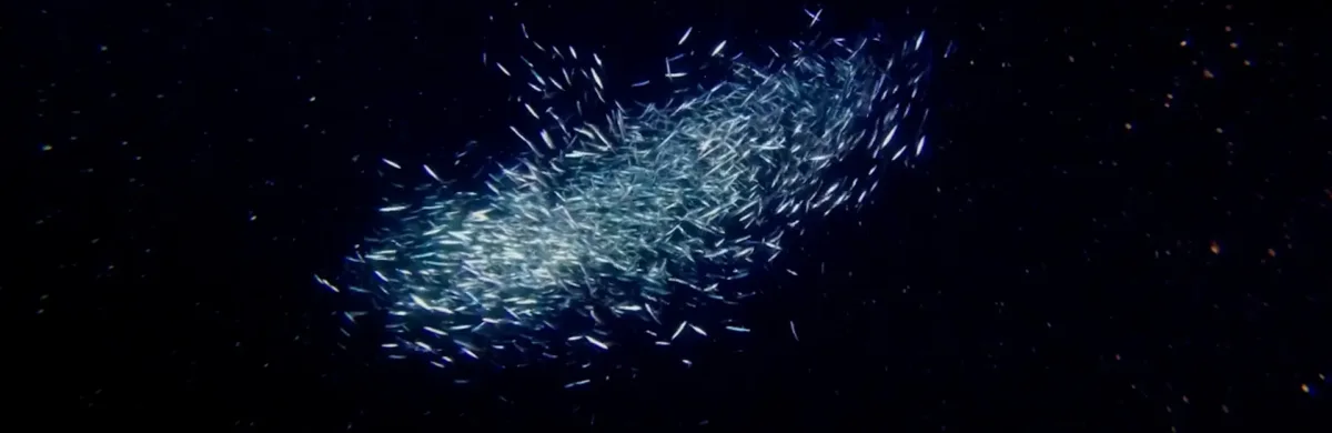 Bora Bora Black Bora Bora Black Pool Color